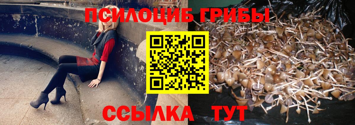 Псилоцибиновые грибы Psilocybe Коммунар